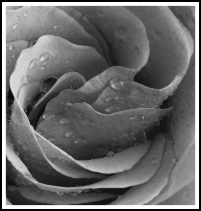 Macro-Day-1-bw.jpg