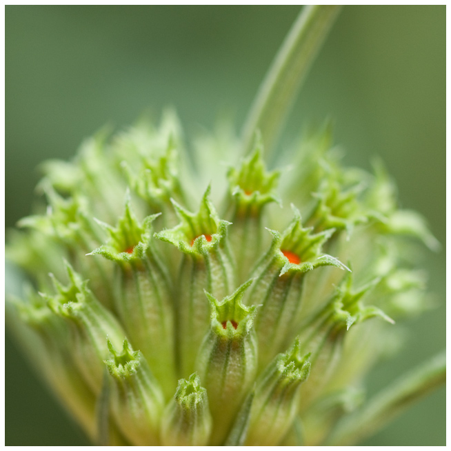 Macro-Day-8.jpg