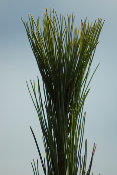 DSC_2115.jpg