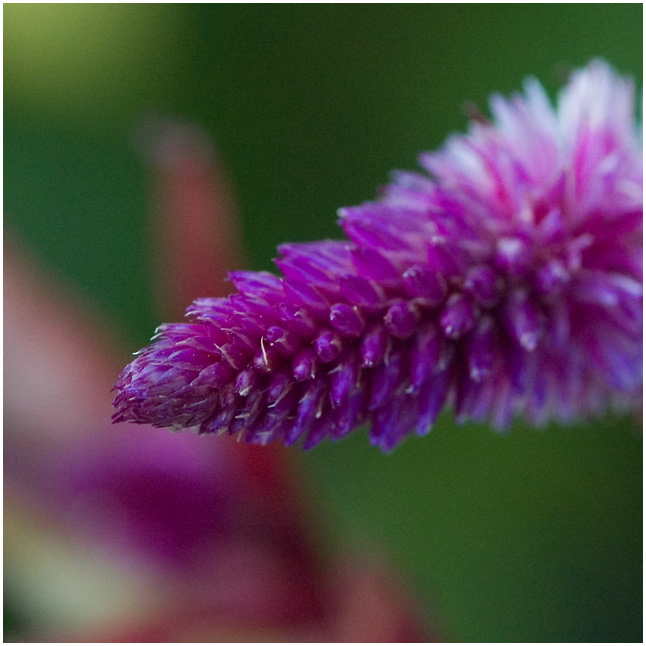 MacroDay9.jpg