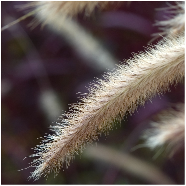 MacroDay10.jpg