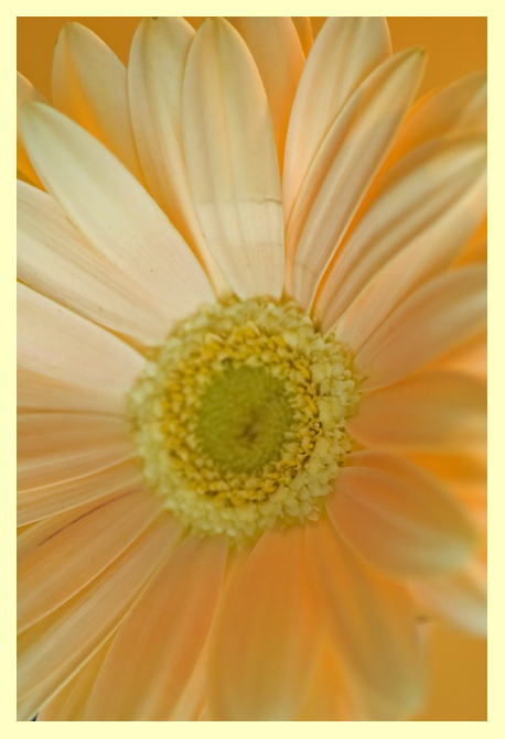 MacroDay15.jpg