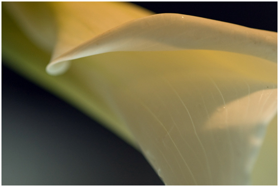 MacroDay14a.jpg