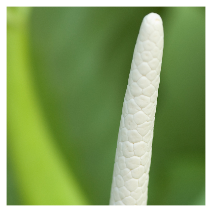 MacroDay16.jpg