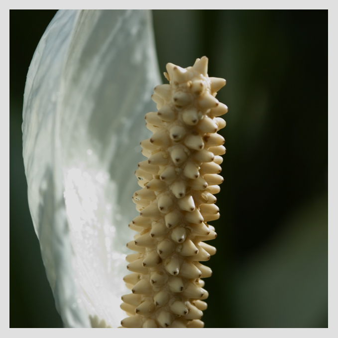 MacroDay17.jpg
