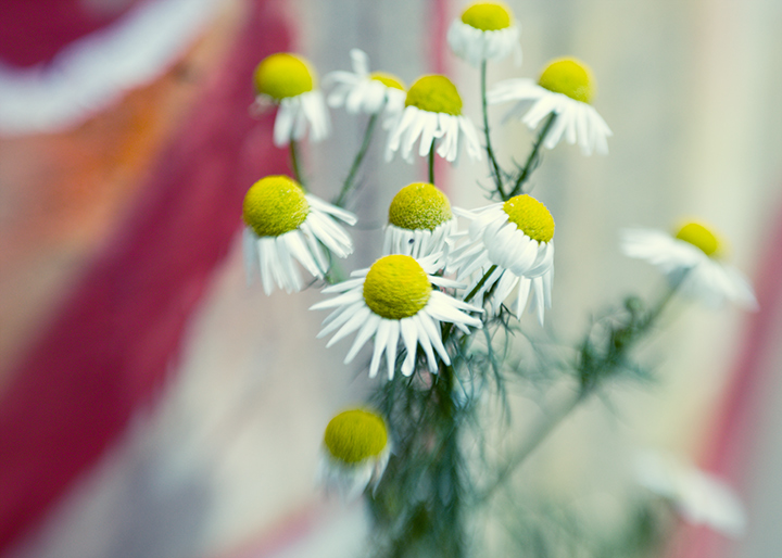 Graffiti and daisy