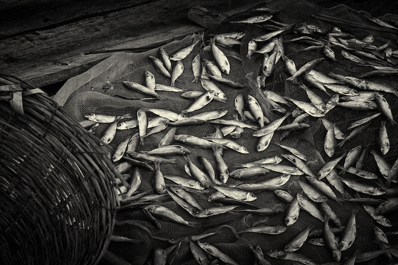 little fishes