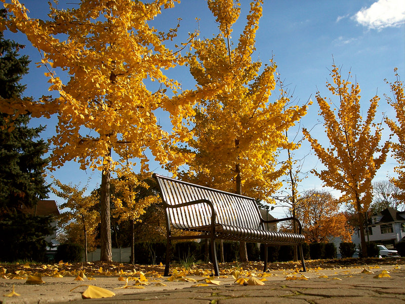 Autumn on Champlain Rd