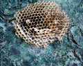 Nesting Insects