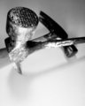 Silver Hammers
