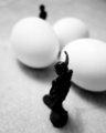 The Poultry War II