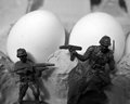 The Poultry War
