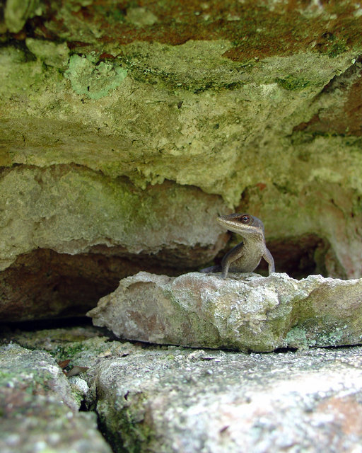 Lizard King