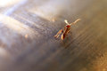 Ant