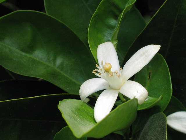 Neroli