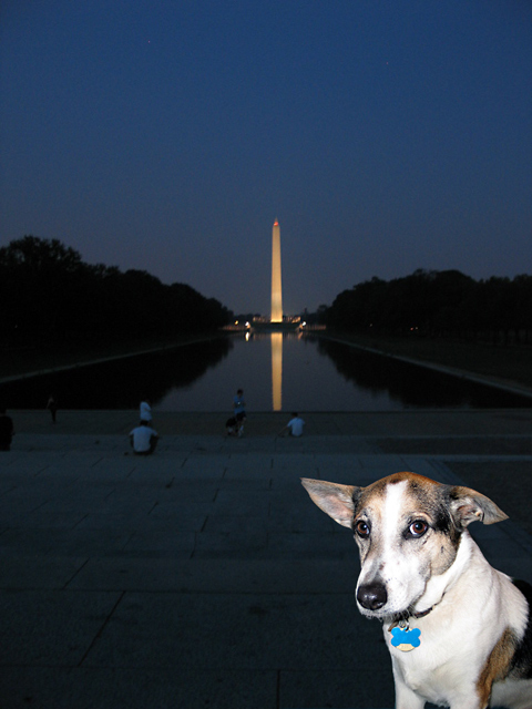 Mego the D.C. Mutt