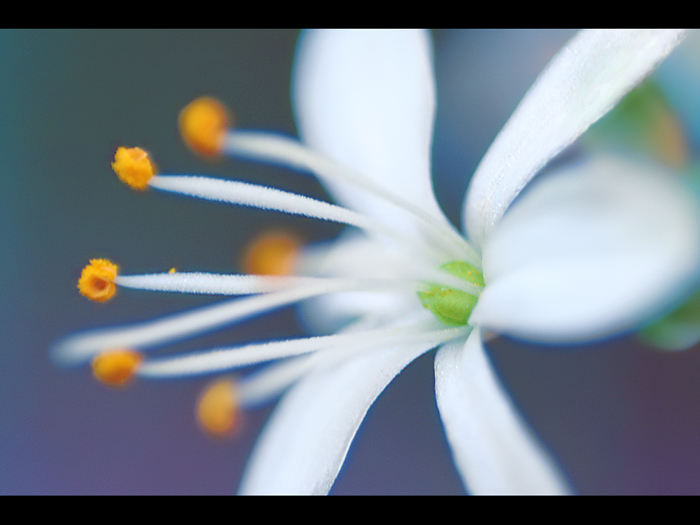 Altheae's Joy