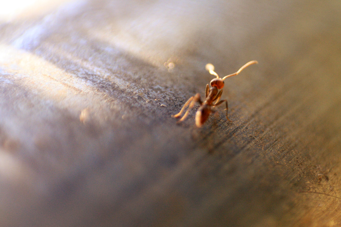Ant