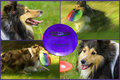 frisbeedog.jpg