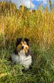 Sandy-Field.jpg