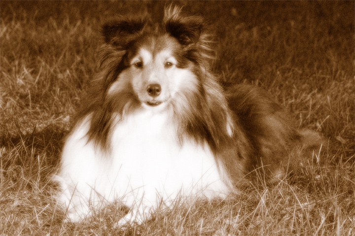 sandysoftsepia.jpg
