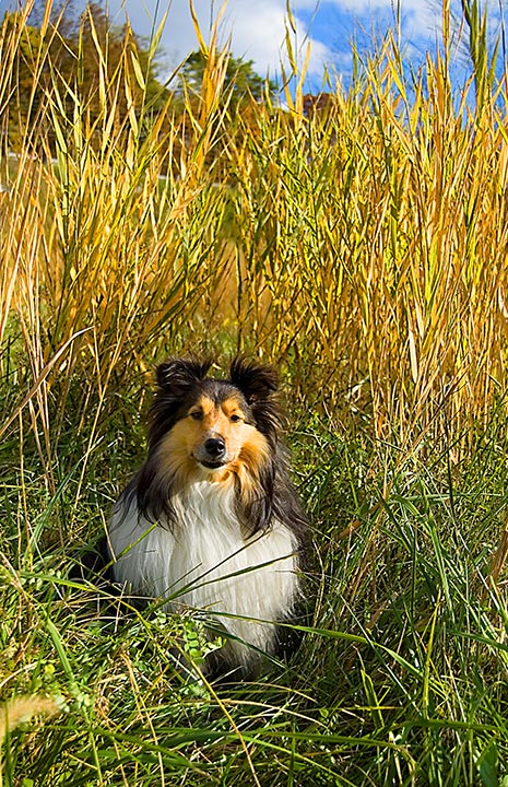 Sandy-Field.jpg