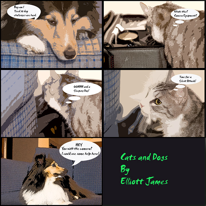 cats-and-dogs.jpg