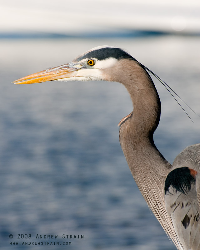 20080224_jericho_heron_5366_forweb.jpg