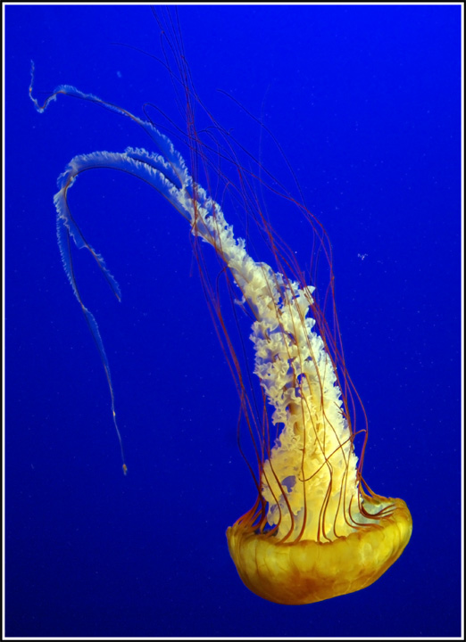 jellyfish