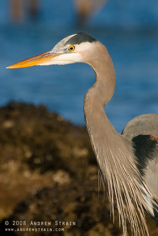 20080213_kits_beach_heron_4774_forweb.jpg