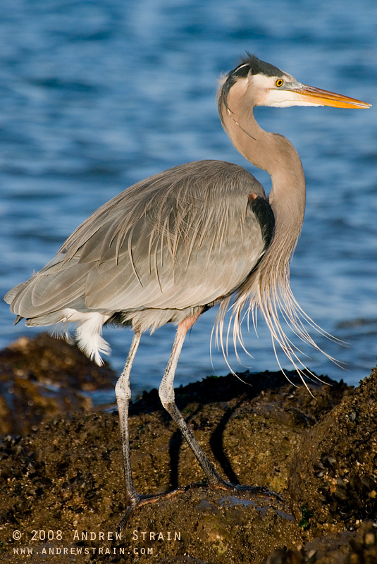 20080213_kits_beach_heron_4734_forweb.jpg