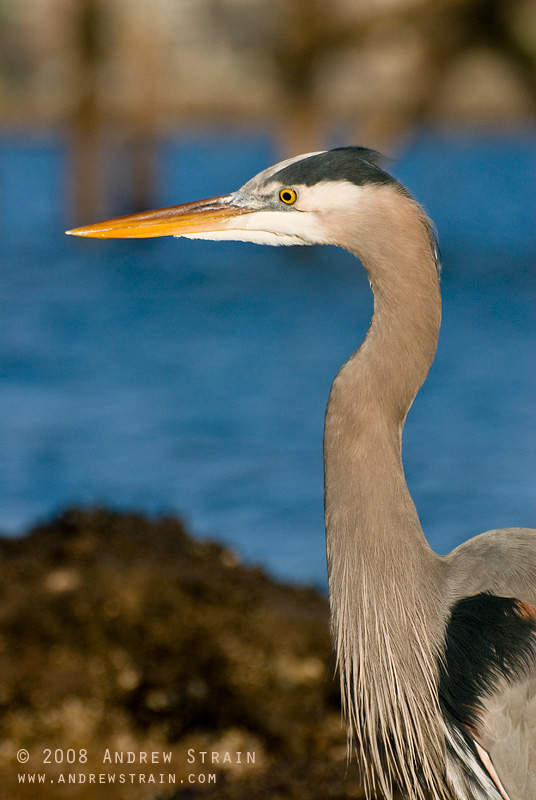 20080213_kits_beach_heron_4776_forweb.jpg