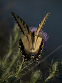 Tiger Swallowtail II