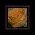 Painted rose in color