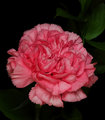 Natalya's Carnation
