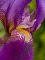 Beard of the Iris