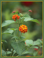 Lantana