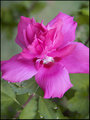rose of Sharon