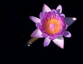 P8260739 tif.jpg