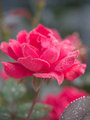 Dew Drops on Roses