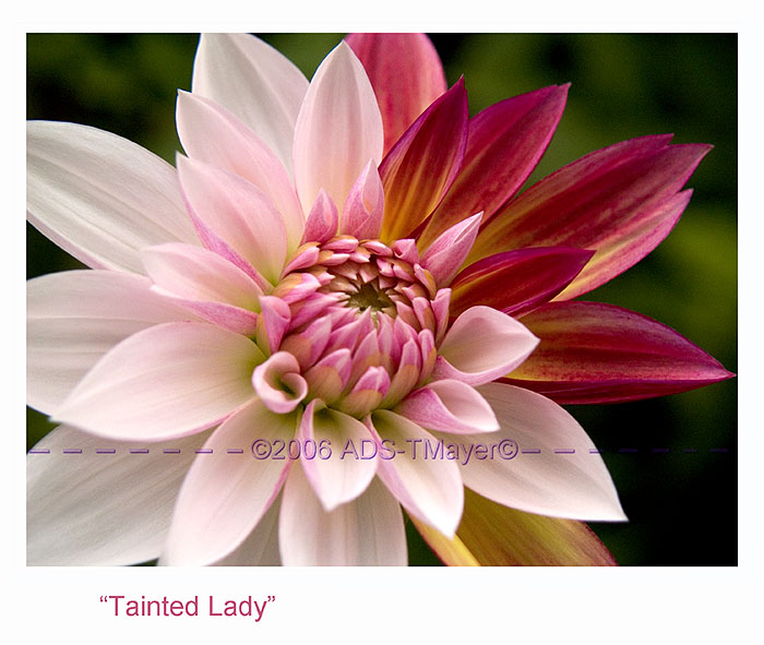 Tainted