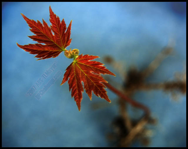 New Maple Sapling