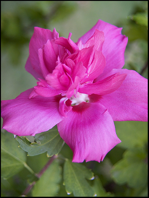 rose of Sharon