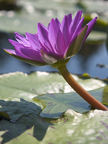 Water Lily 1