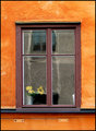 window.jpg