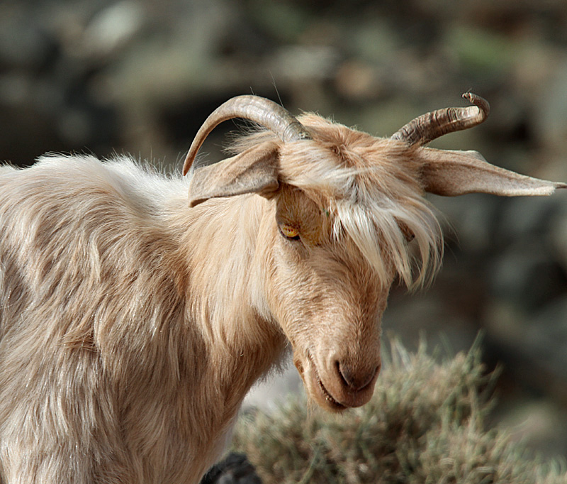 Old Goat - Correct Version