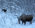 Moose Cow & Calf