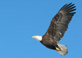 eagle1.jpg