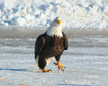 eagle8.jpg