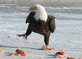 eagle24.jpg